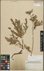 Foto von Salix repens subsp. incubacea (L.) A. Neumann